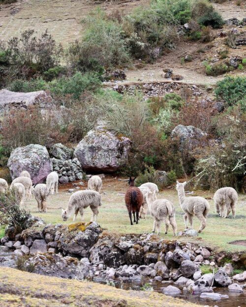 4-day Lares Trek to Machu Picchu with TreXperience