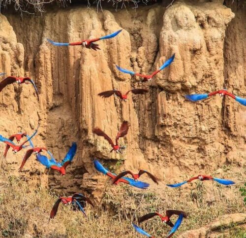 puerto-maldonado-tambopata-macaw-clay-lick-chuncho-flying Puerto Maldonado 3 days Macaw Clay Lick and Mammal Clay Lick tour