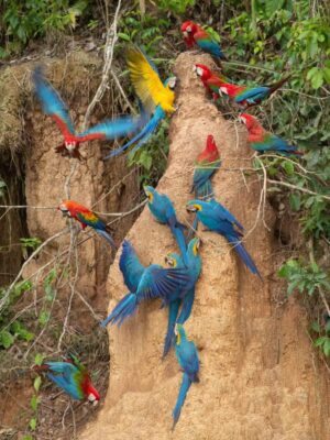 puerto-maldonado-tambopata-macaw-clay-lick-chuncho-eating-macaws 3-Day Puerto Maldonado Lake Sandoval and Macaw Clay Lick tour