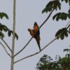 Two vibrant blue and yellow macaws perched high on a tree branch in Manu National Park, showcasing the colorful birdlife of the Amazon Jungle Tour.