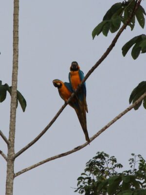 manu-amazon-jungle-tour-two-macaws-in-tree Two vibrant blue and yellow macaws perched high on a tree branch in Manu National Park, showcasing the colorful birdlife of the Amazon Jungle Tour.