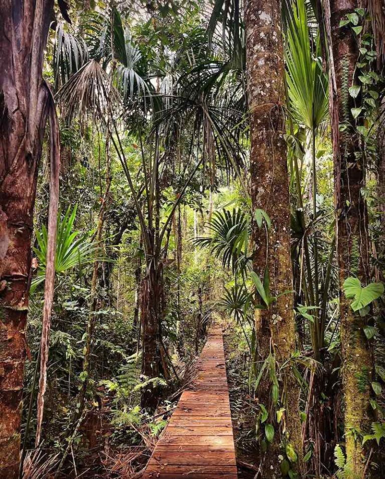 Manu National Park tour from Cusco, 4 days/3 nights | Wander Free Peru