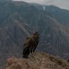 3-day-colca-canyon-trek-mountain-bike-tour-condor 3-daagse Colca Canyon Trek + Mountainbike