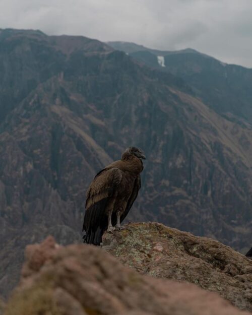 3-day-colca-canyon-trek-mountain-bike-tour-condor 3-daagse Colca Canyon Trek + Mountainbike