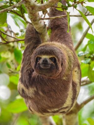 iquitos-amazon-jungle-tour-perezoso 4-day Iquitos Amazon tour