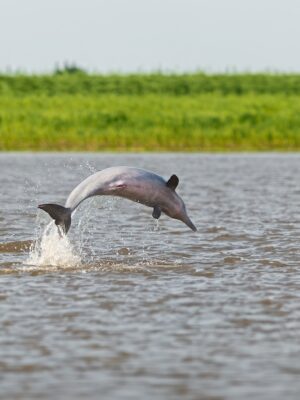 iquitos-amazon-jungle-tour-Pink dolphin 5-day Iquitos Amazon tour