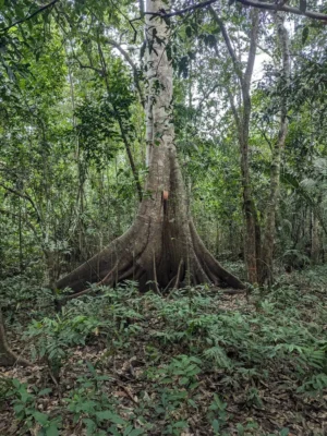iquitos-amazon-jungle-tour-large-tree 3-day Iquitos Amazon tour