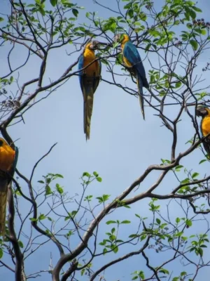 iquitos-amazon-jungle-tour-yellow-blue-birds 6-day Iquitos Amazon tour