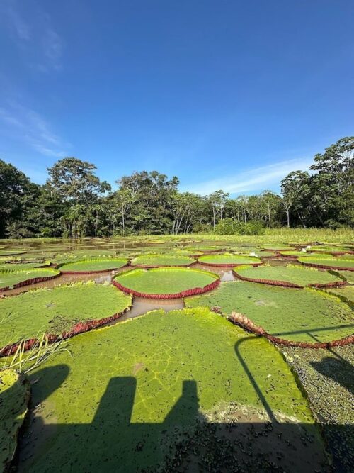 iquitos-amazon-jungle-waterplants-amazon-river 6-day Iquitos Amazon tour