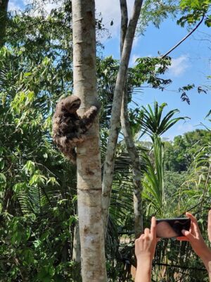 3-day-tambopata-national-reserve-tour-macaw-clay-lick-junglepro-sloth 3-Day Tambopata National Reserve tour & Macaw Clay Lick - Premium