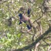 Manu National Park Reserved Zone 7 days - Pona lodge, Yanayacu lodge, Casa Matsiguenka lodge