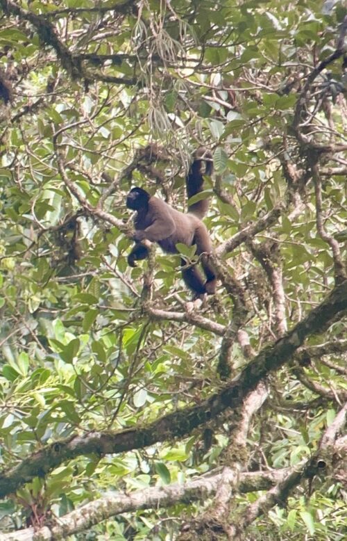Manu National Park Reserved Zone 7 days - Pona lodge, Yanayacu lodge, Casa Matsiguenka lodge