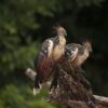 Manu National Park Reserved Zone 7 days - Pona lodge, Yanayacu lodge, Casa Matsiguenka lodge
