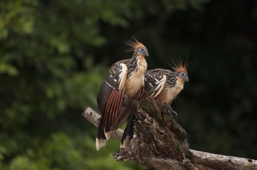 Manu National Park Reserved Zone 7 days - Pona lodge, Yanayacu lodge, Casa Matsiguenka lodge