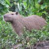 Manu National Park Reserved Zone 7 days - Pona lodge, Yanayacu lodge, Casa Matsiguenka lodge