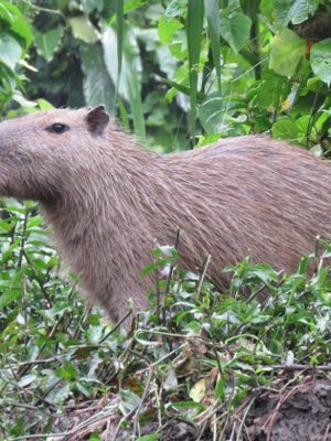 capibara-in-manu-national-park Manu National Park Reserved Zone 5 days - Pona lodge, Casa Matsiguenka lodge