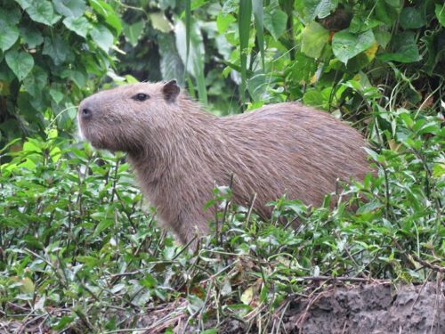 Manu National Park Reserved Zone 7 days - Pona lodge, Yanayacu lodge, Casa Matsiguenka lodge