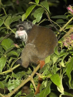 manu-biosphere-reserved-zone-emperor-tamarin-manu-forest-park Manu National Park Reserved Zone 7 days - Pona lodge, Yanayacu lodge, Casa Matsiguenka lodge