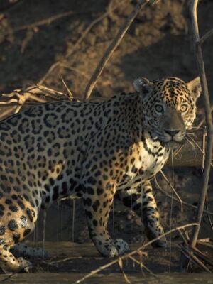 manu-national-park-jaguar Manu Reserved Zone tour – 6 days Guadalupe lodge, Pankotsi lodge, Casa Matsiguenka lodge