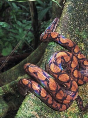 rainbow-boa-epicrates-cenchria-manu-national-park-reserve-tour 7-Day Manu Reserve Zone tour – Guadalupe lodge, Pankotsi lodge, Casa Matsiguenka lodge