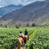 Horseback riding Sacred Valley