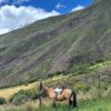 Horseback riding Sacred Valley
