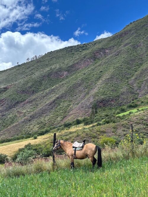 horse-riding-sacred-valley-horse Horseback riding Sacred Valley