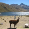 queropalca-huaraz-lake-tour Chavin de Huantar tour from Huaraz + Querococha Lagoon (Full Day)